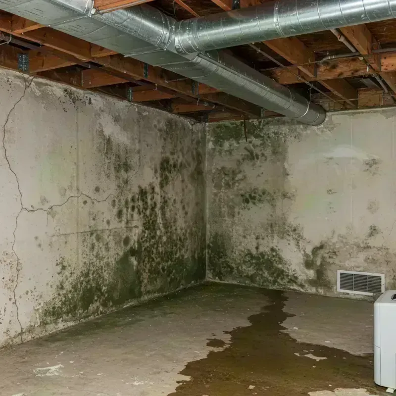 Professional Mold Removal in Fernway, PA